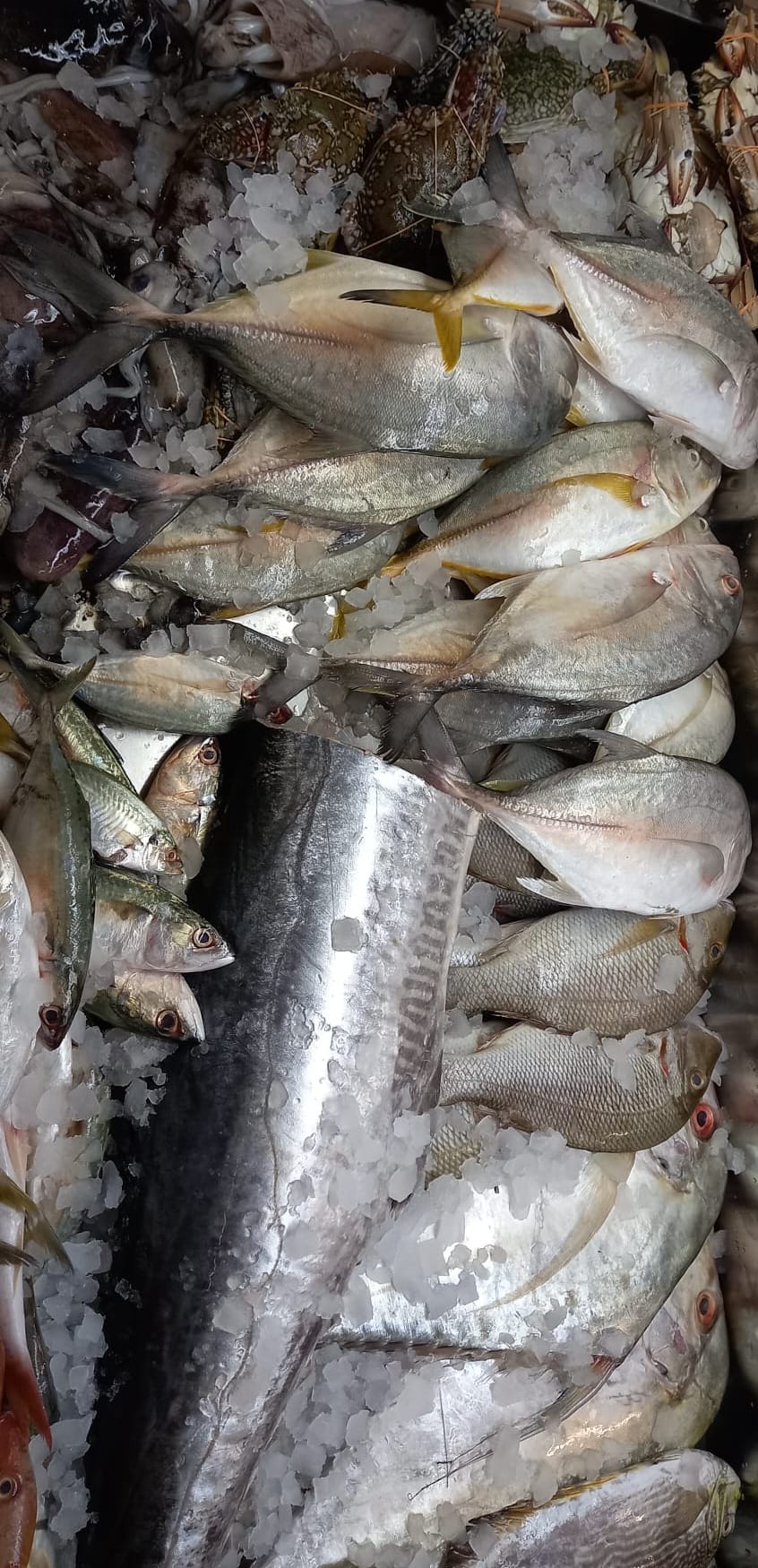 Fisch 1
