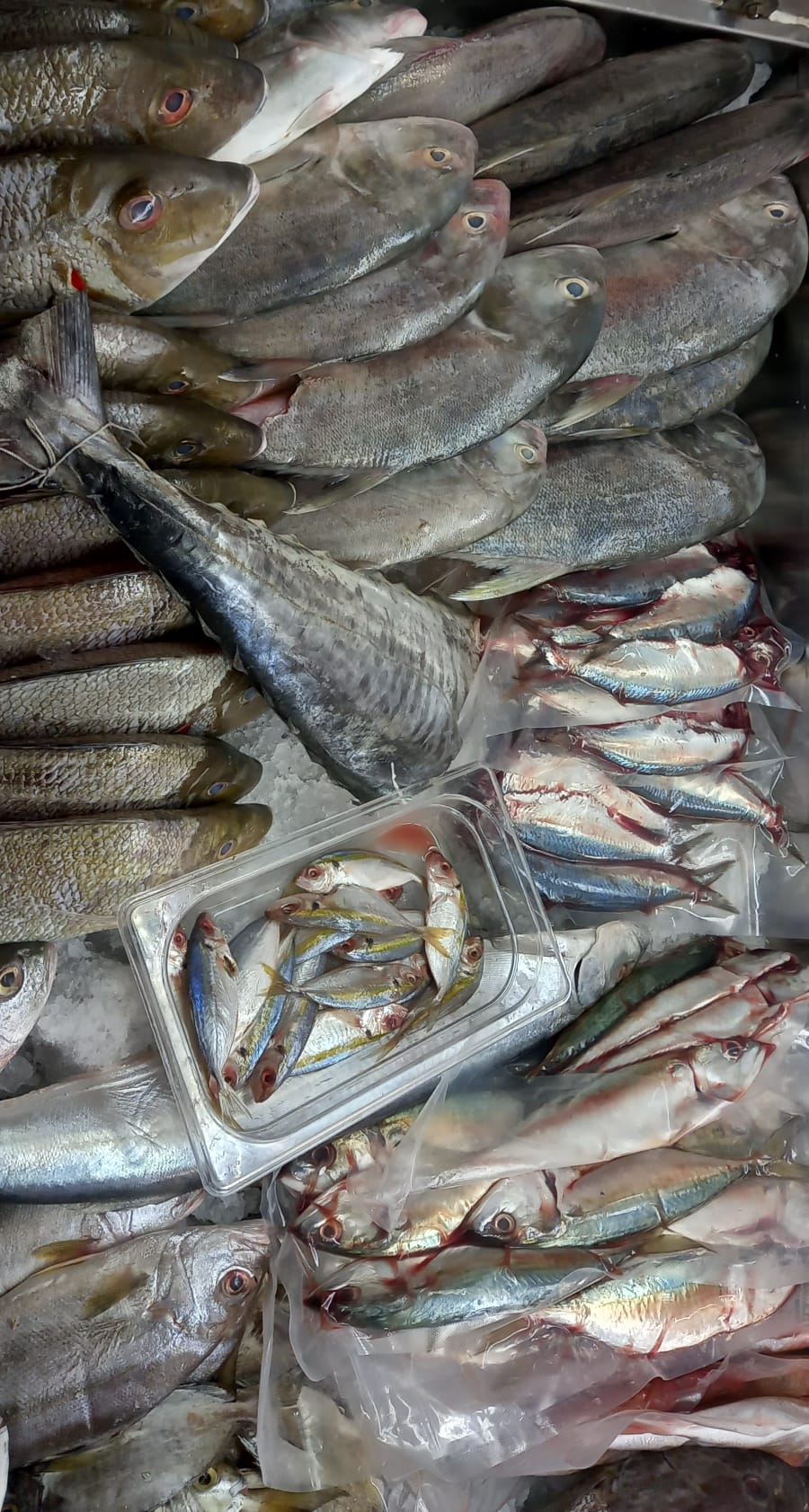 Fisch 2